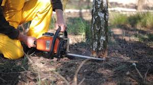 Best Storm Damage Tree Cleanup  in Lebanon, TN